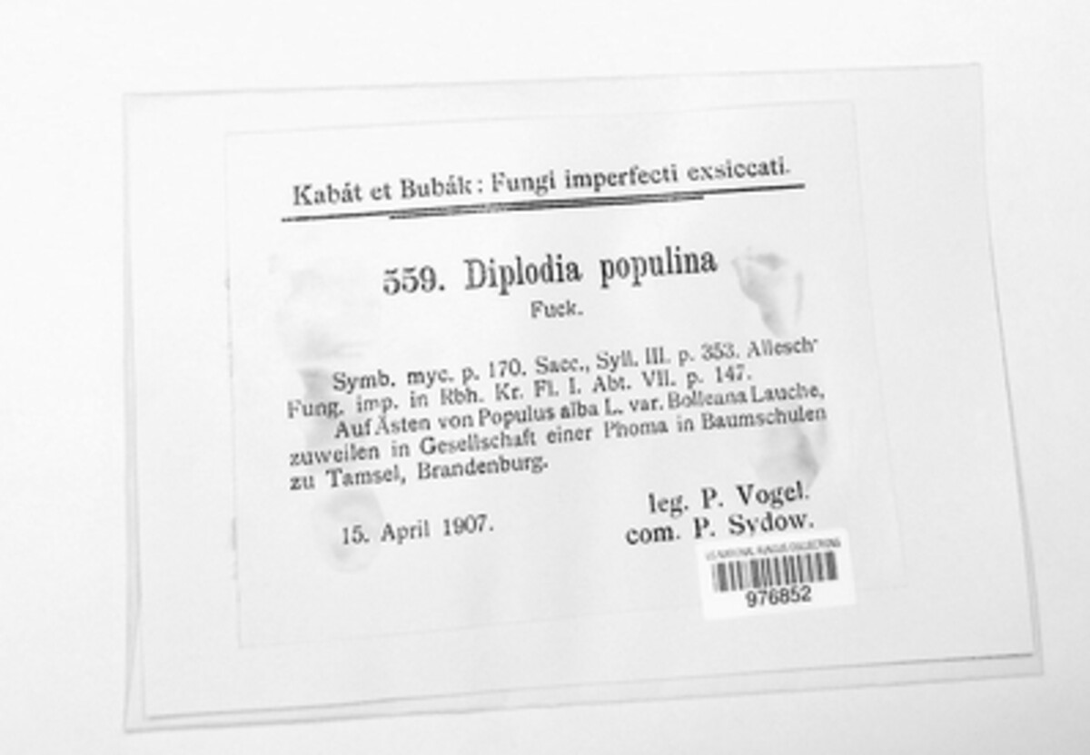 Diplodia populina image